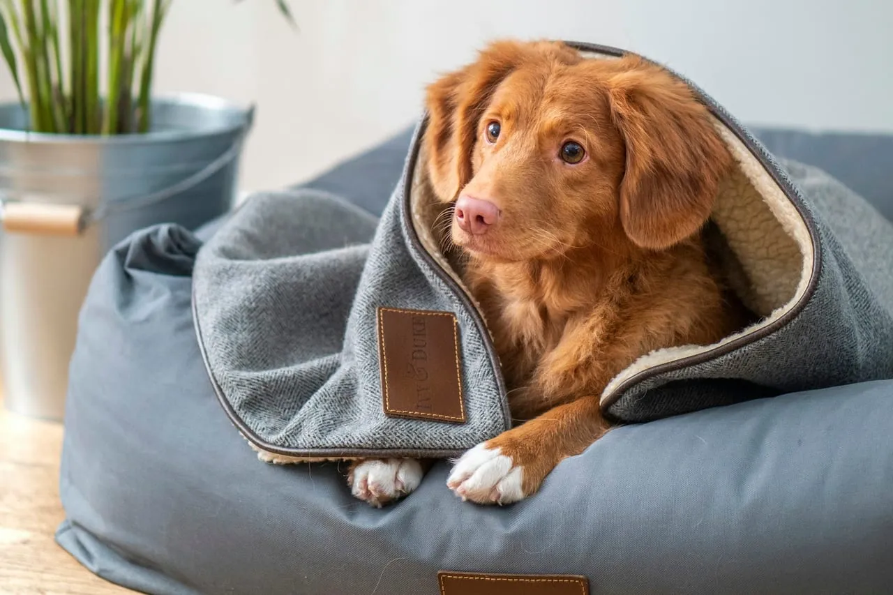 A Nova Scotia Duck Tolling Retriever snuggled under a gray blanket in a dog bed