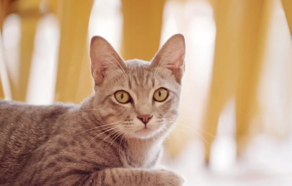 An orange tabby cat lying down and looking at the camera