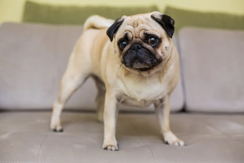 A fawn pug standing on a light gray sofa
