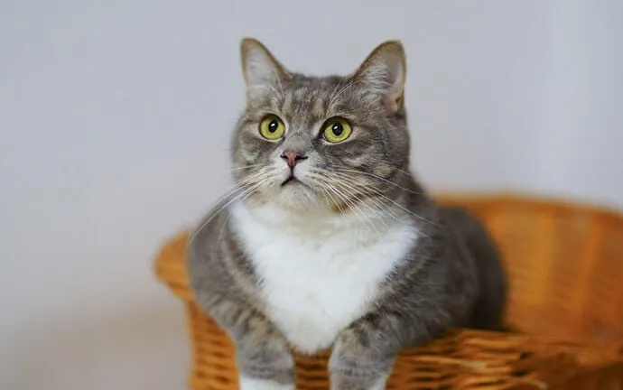A gray and white cat sitting in a wicker basket
