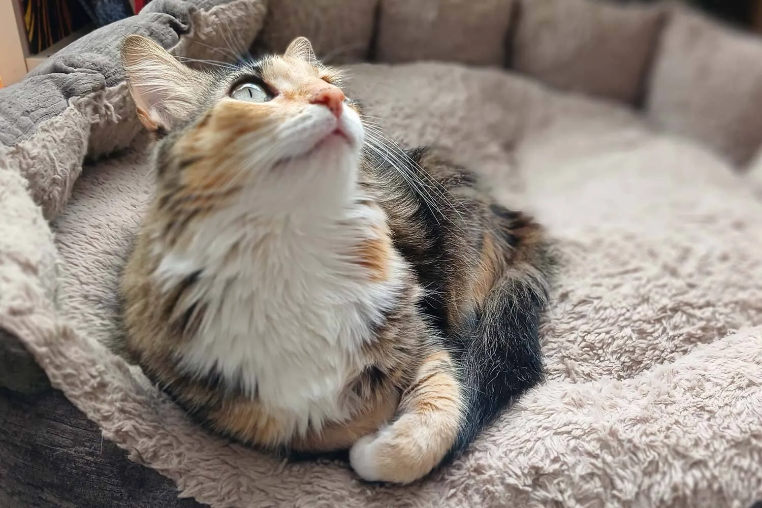 A calico cat resting in a soft, fluffy bed, gazing upward