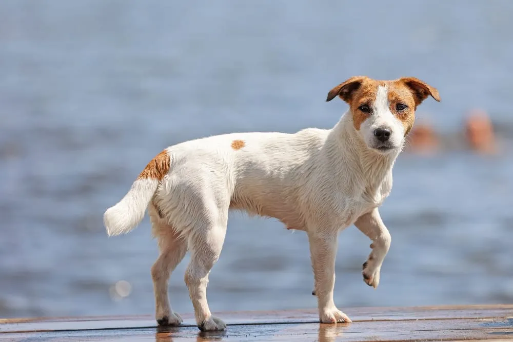 A white and brown terrier standing on a dock by the water