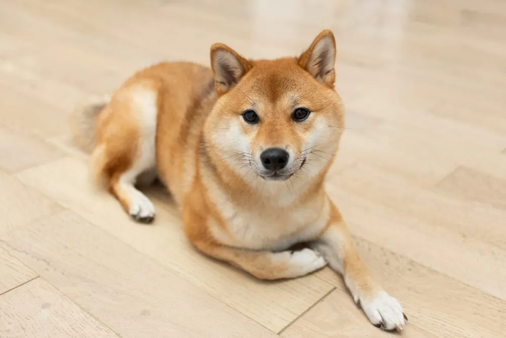 A shiba inu lying on a wood floor