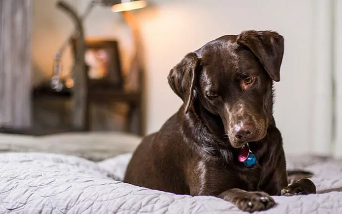 A chocolate Labrador retriever lying on a quilted bed and looking down