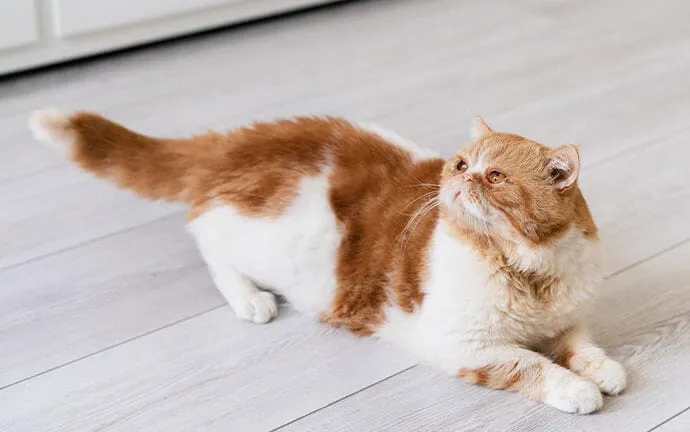 A round-faced orange and white cat lying on a light wood floor and looking up