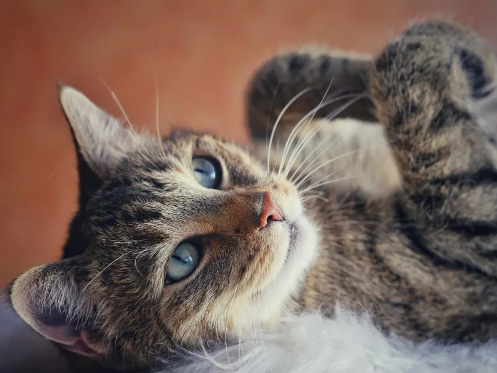 A tabby cat lying on its back and looking up
