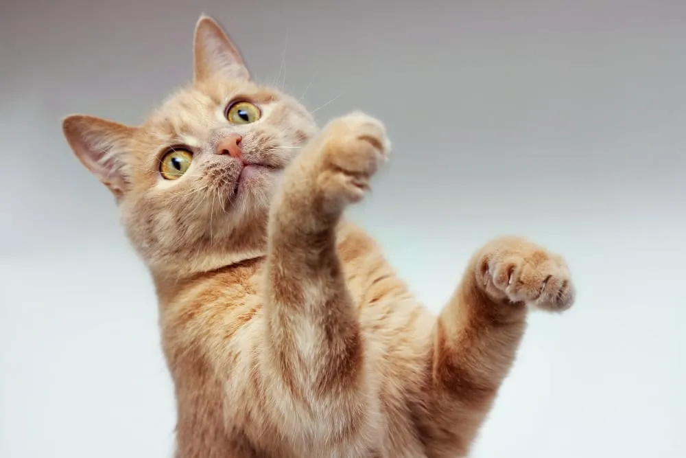 An orange tabby cat reaching up with one paw