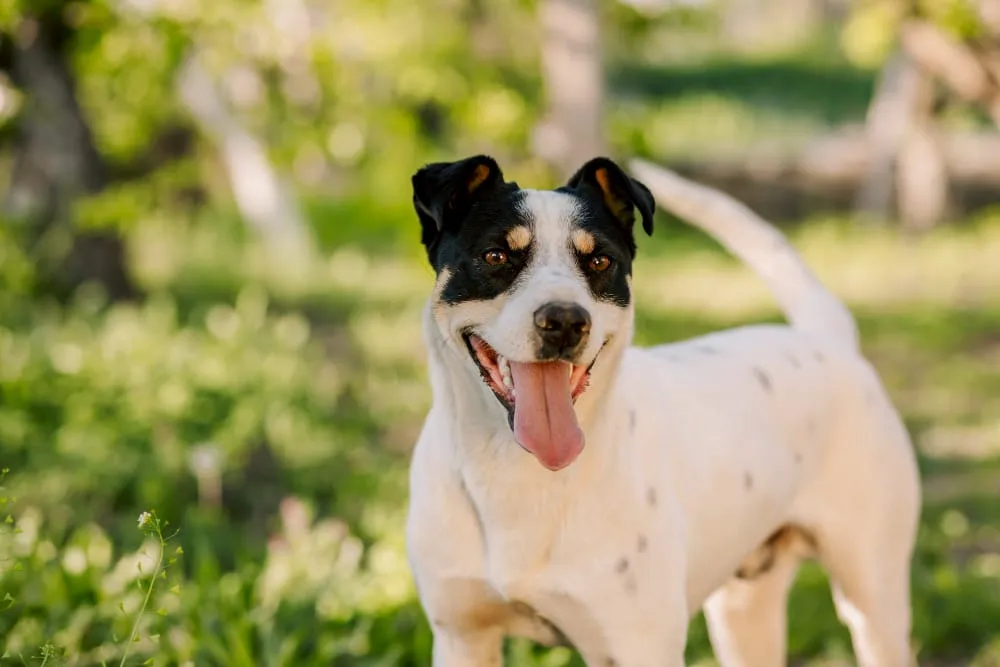 A white dog with black ear patches standing in green grass