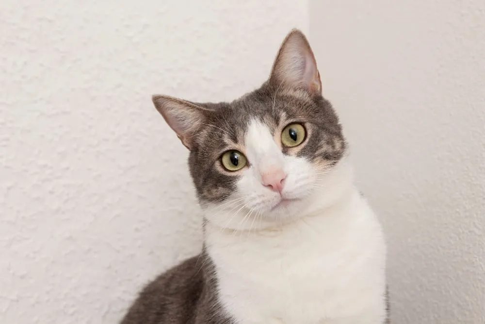 A close-up of a gray and white cat looking at the camera