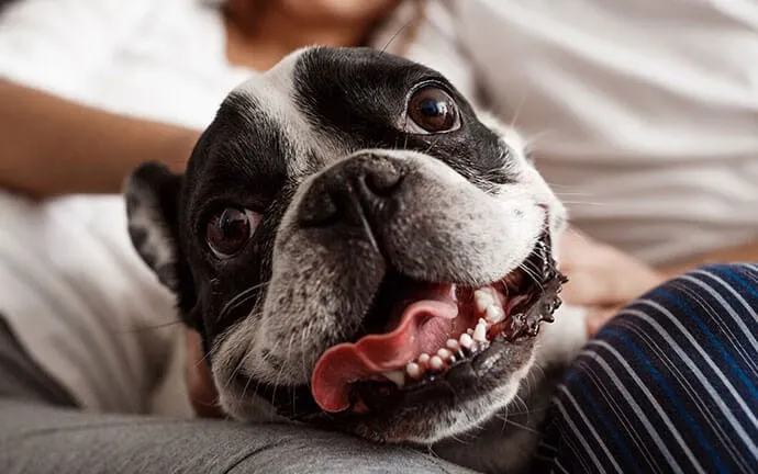 A happy black and white French Bulldog with its mouth open, resting on its owner’s lap
