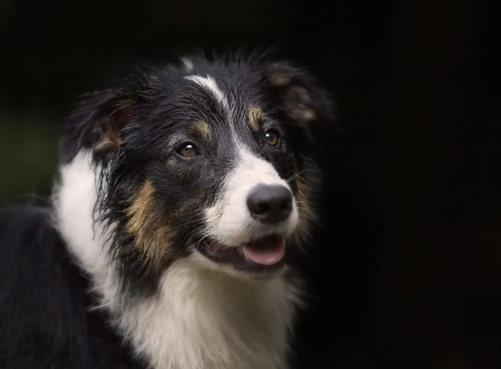 A black, white, and tan Border Collie smiling with its mouth open against a dark background