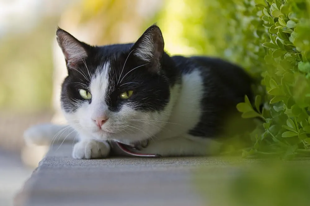 A black and white cat resting outdoors beside green shrubs
