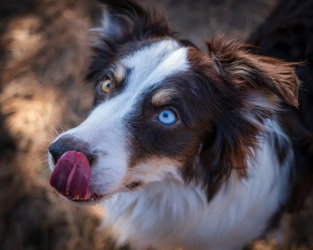 A brown and white Australian shepherd with one blue eye licking its nose outdoors