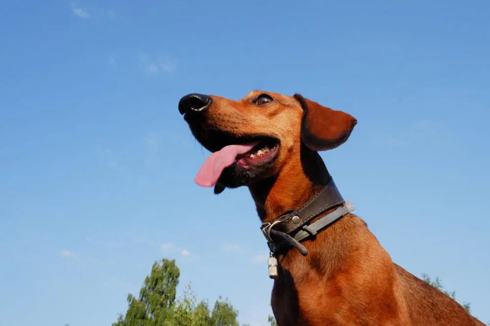 A happy red-brown dog with a leather collar looking up at a blue summer sky