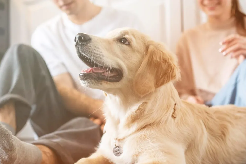 A golden retriever looking up happily while sitting with its family on the floor