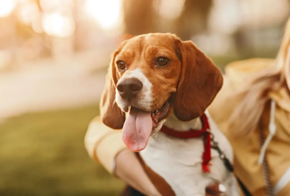 A happy beagle with its tongue out, sitting close to its owner outdoors