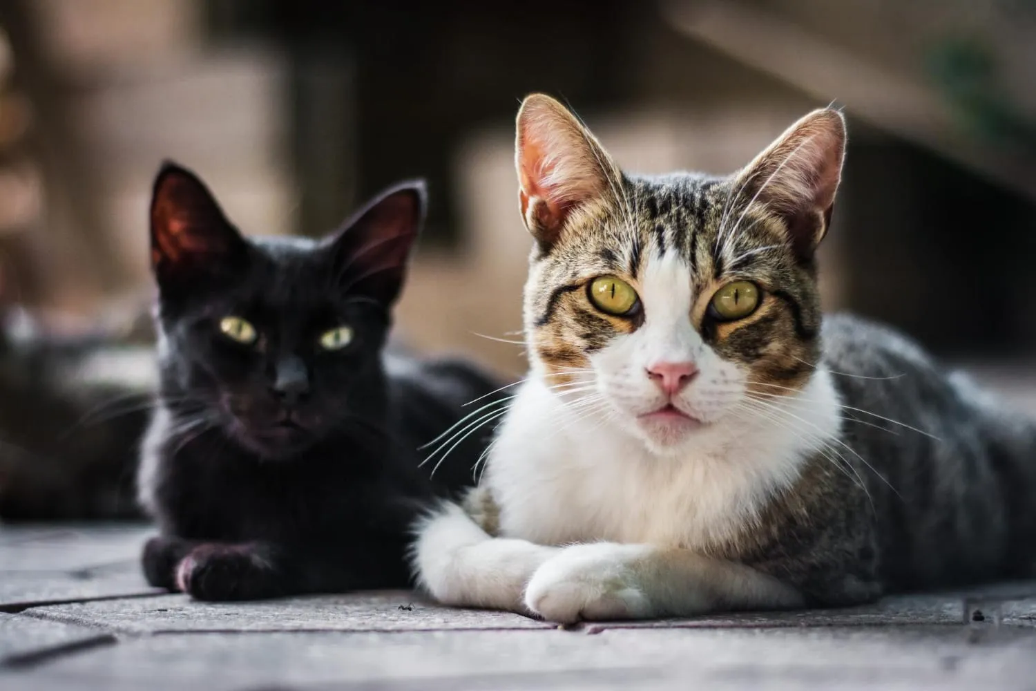 A black cat and a tabby and white cat lying side by side