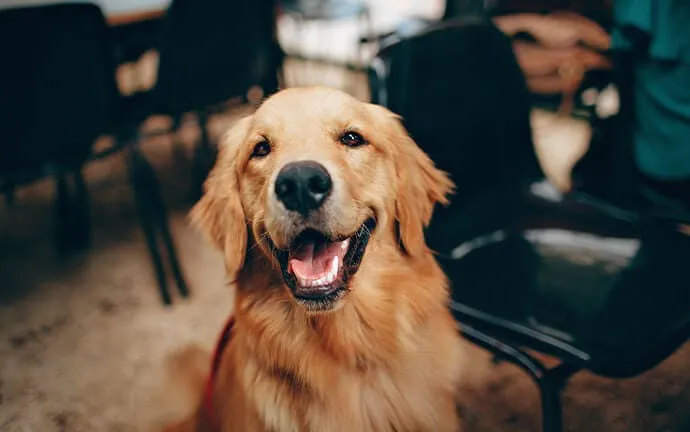 A golden retriever smiling with its mouth open indoors