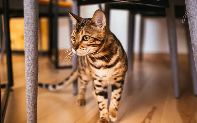 A Bengal cat walking across a wood floor between chair legs
