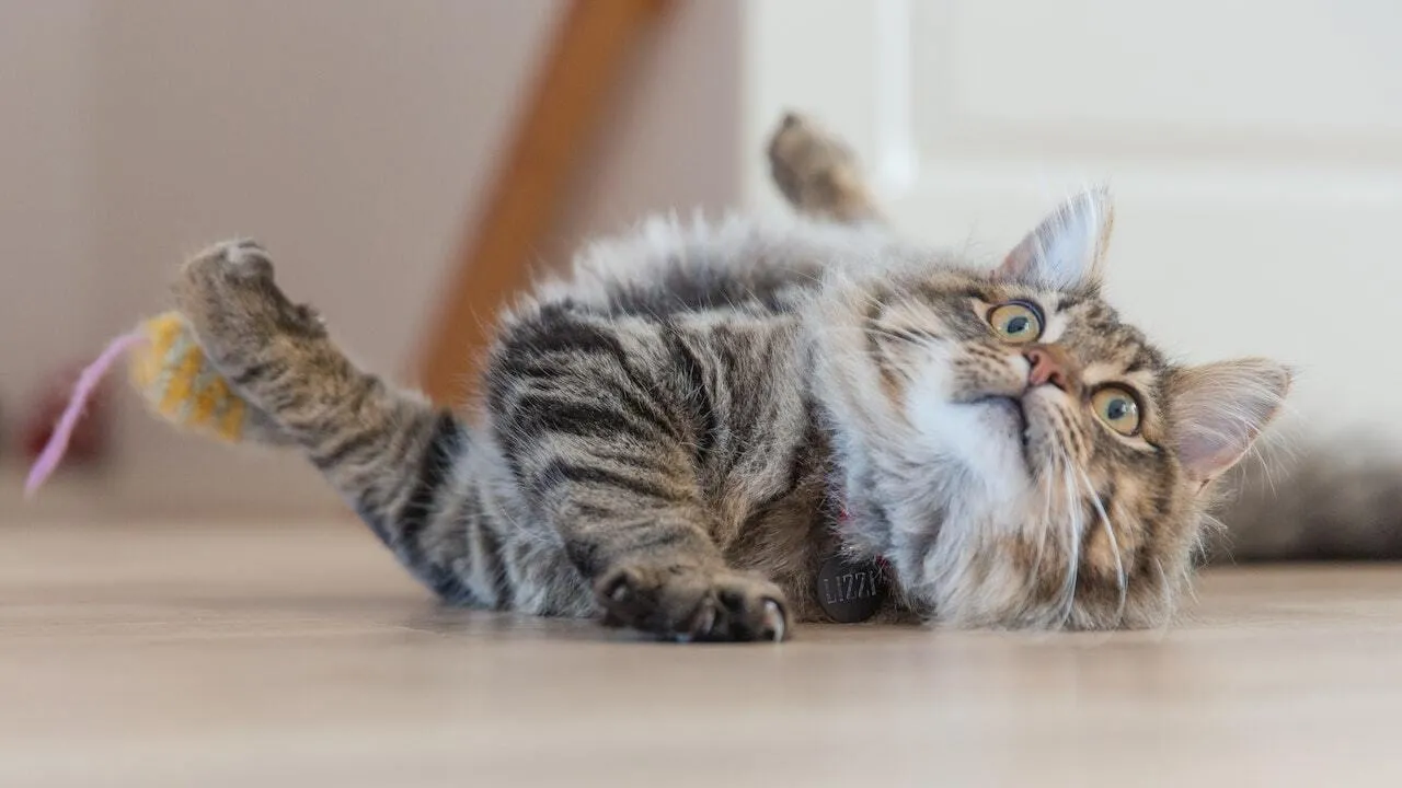 A fluffy gray tabby cat rolling on the floor with a toy