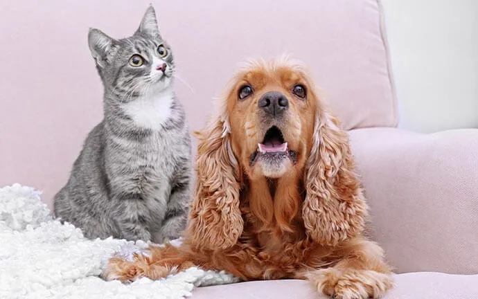 A gray tabby cat and a red cocker spaniel sitting together on a pink couch