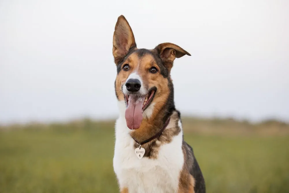 A happy tricolor dog with one ear up sitting in a grassy field