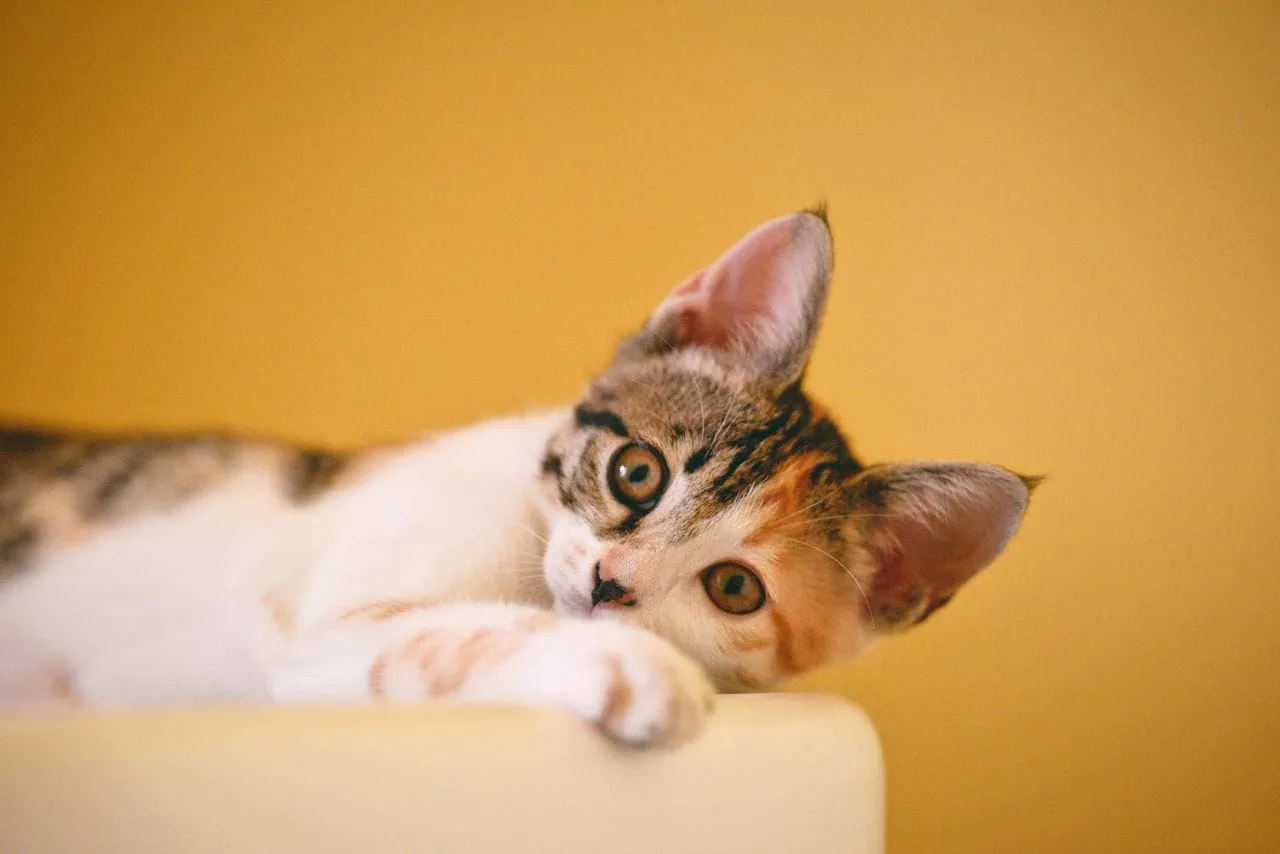 A calico kitten resting its chin on a cushion