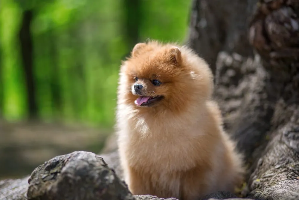 A fluffy orange Pomeranian sitting on a mossy log in a green forest