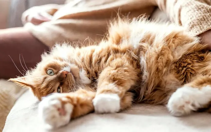 A fluffy orange and white cat stretched out on its back on a cozy couch