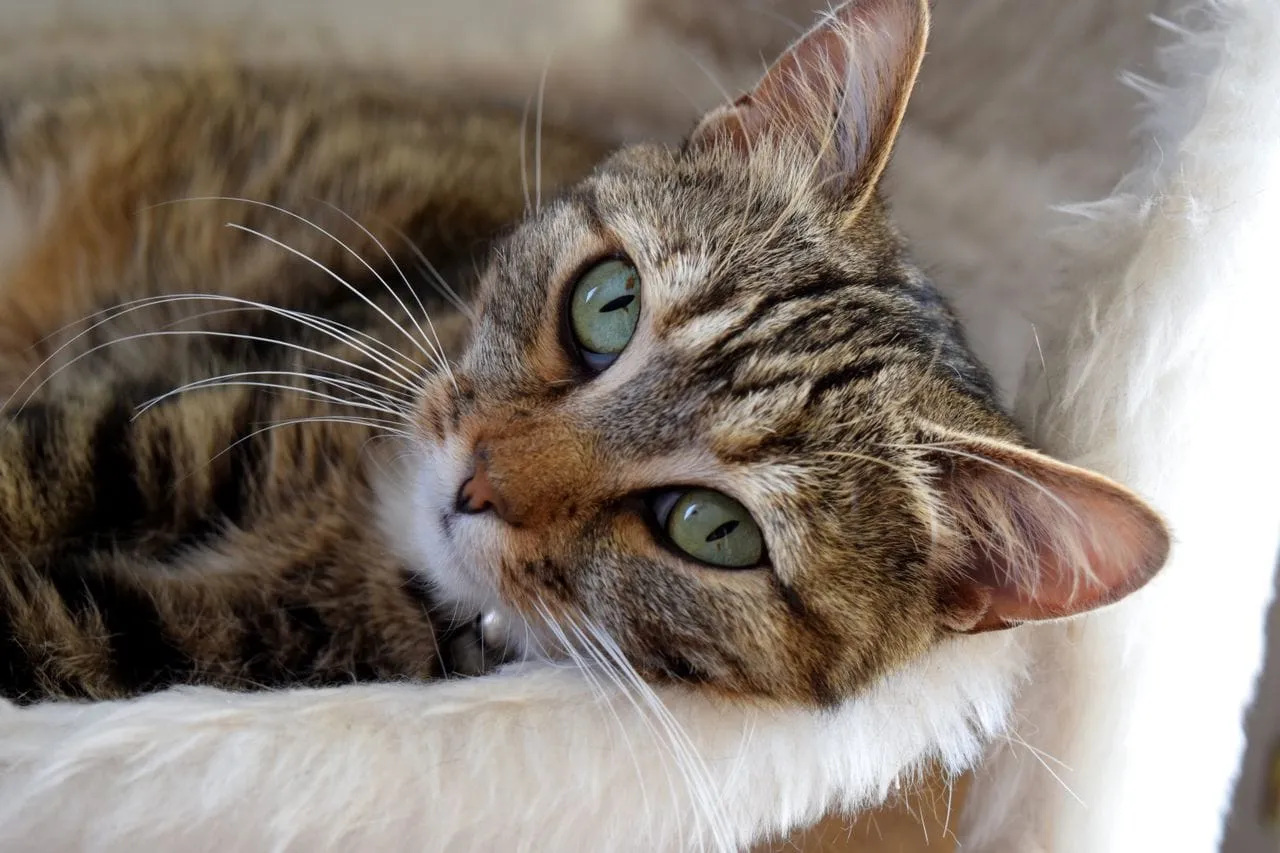 A tabby cat resting its head on a soft white blanket
