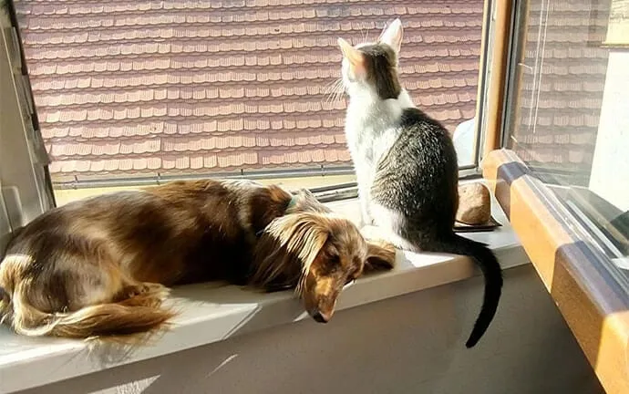 A long-haired dachshund resting in a sunny window beside a gray and white cat