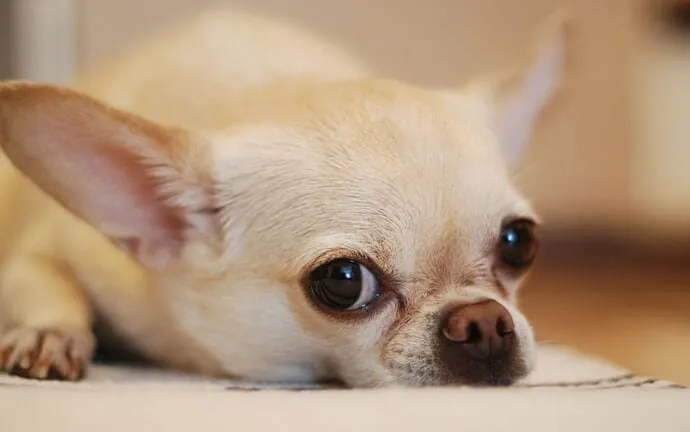 A small fawn chihuahua resting its head on a rug