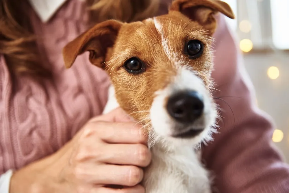 A Jack Russell terrier held close in the arms of a person in a pink sweater