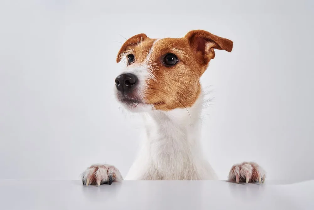 A curious Jack Russell terrier peeking over the edge of a white table