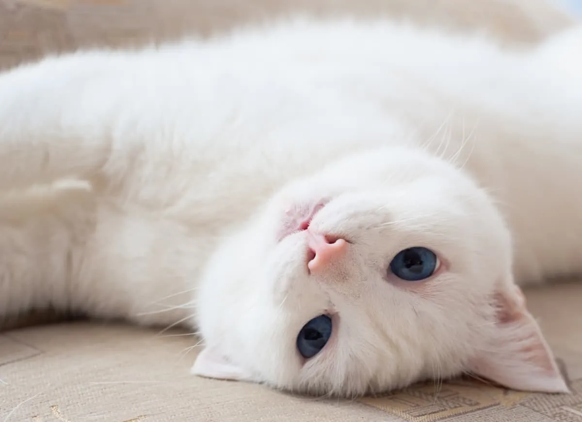 A white cat with blue eyes lying upside down