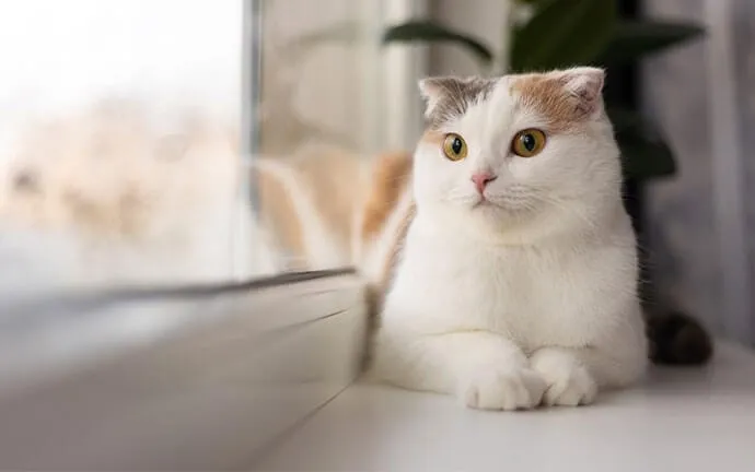 A white cat with orange and gray markings lying by a window