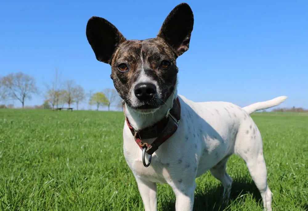 A brindle and white dog with large upright ears standing in a green field