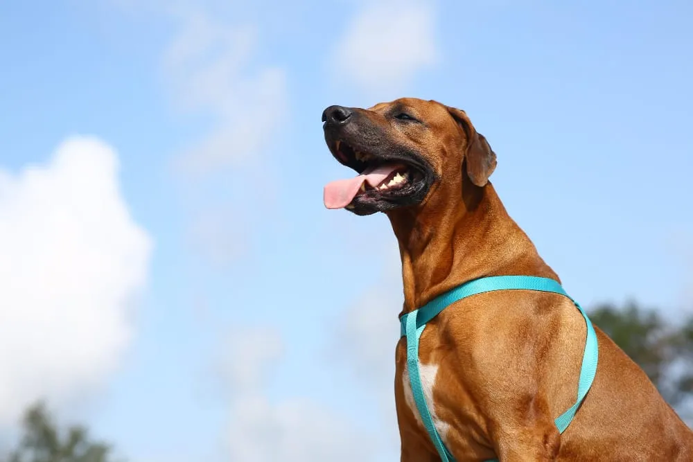 A Rhodesian ridgeback in a teal harness under a blue sky