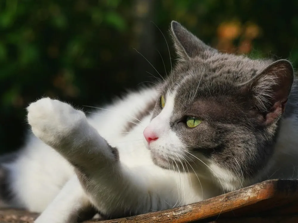 A gray and white cat stretching out on a wooden bench
