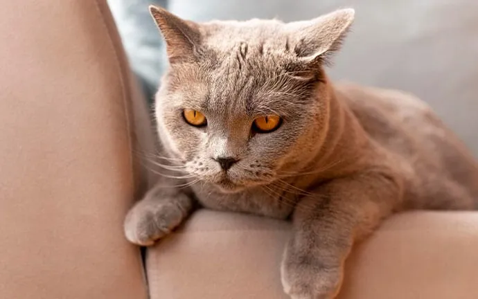 A gray British shorthair cat with amber eyes resting on the arm of a couch