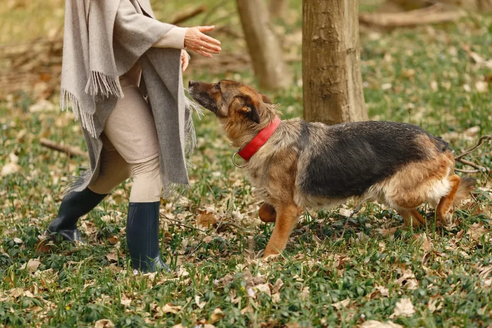 A tan and black shepherd mix with a red collar walking beside its owner on a leaf-covered trail