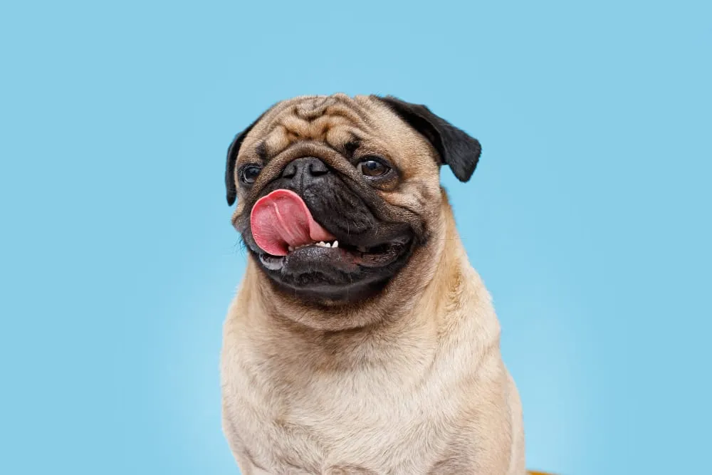 A pug licking its nose against a blue background