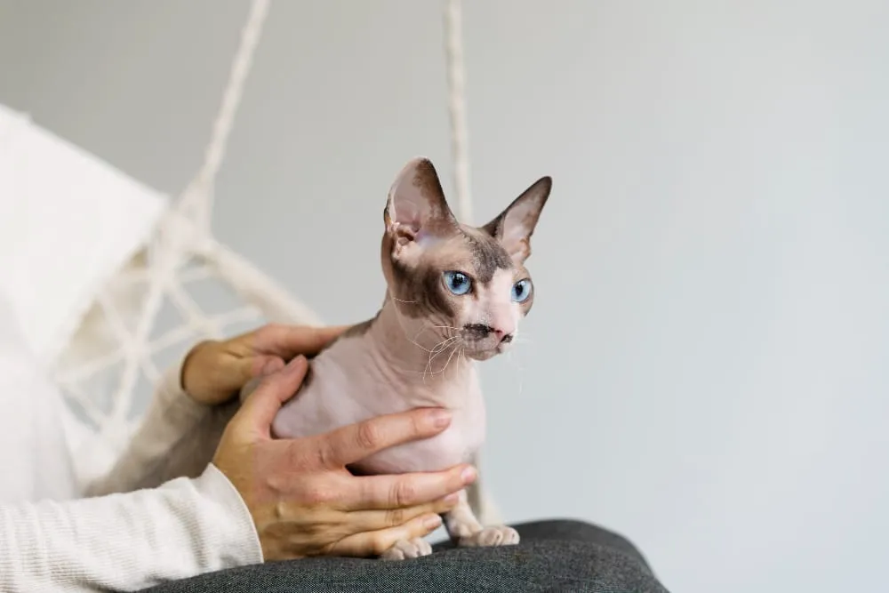 A sphynx cat held gently in a person's hands