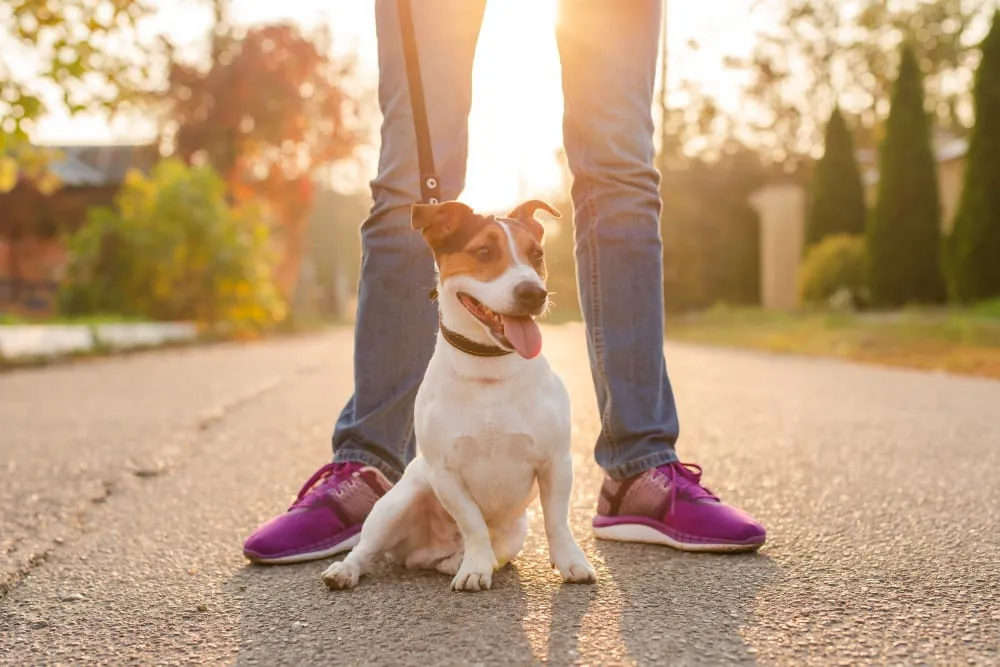 A small dog sitting at its owner's feet in the evening sun