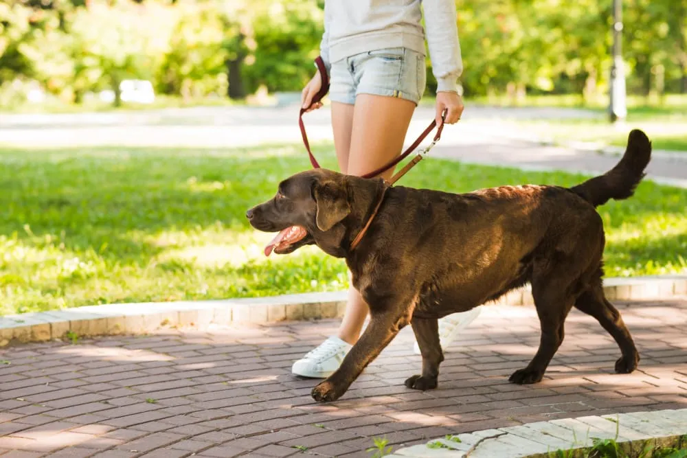 A chocolate Labrador walking on a leash beside its owner