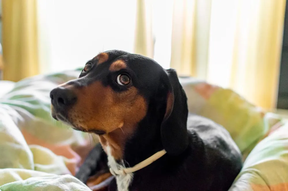 A black and tan dachshund resting on soft bedding