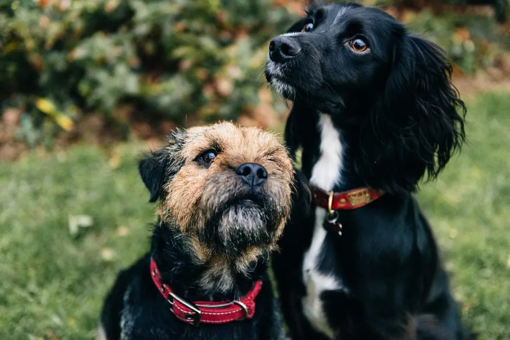 A border terrier and a black spaniel sitting side by side in the grass