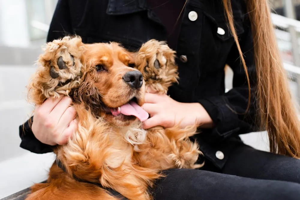 A cocker spaniel cuddled in its owner's arms