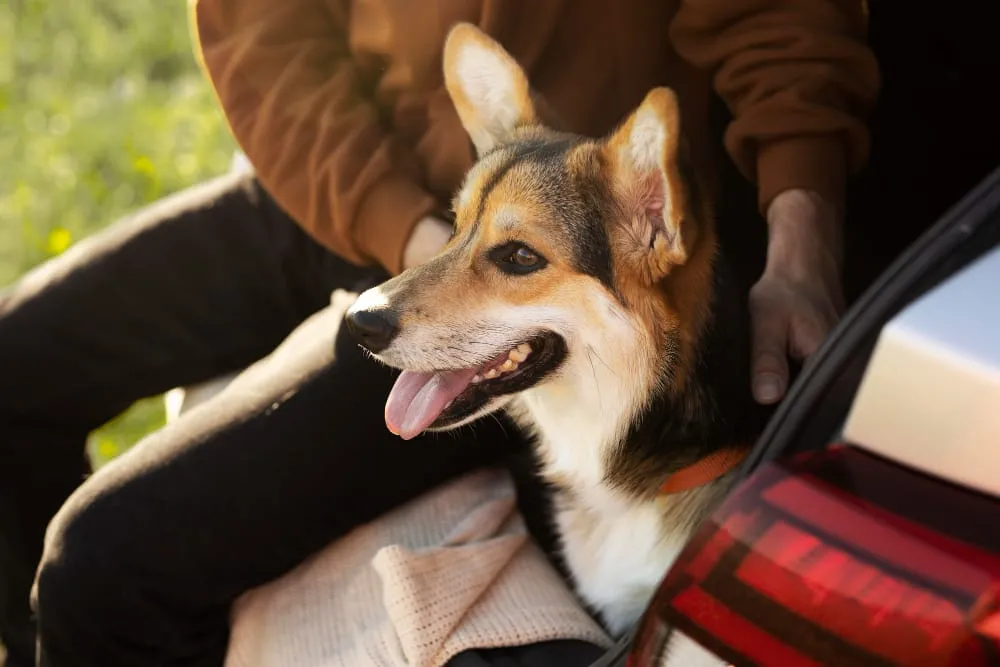 A corgi sitting in its owner's lap