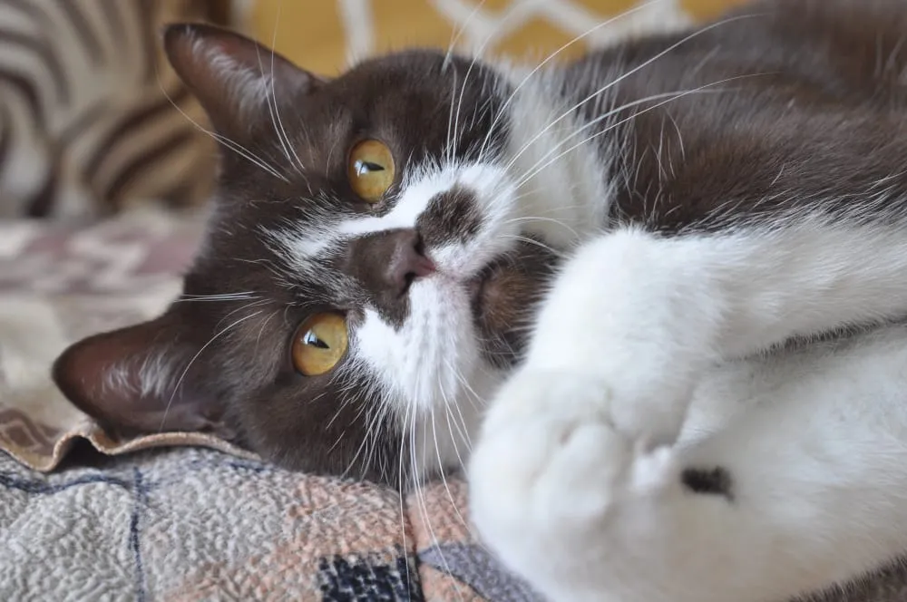 A brown and white cat curled up on a blanket